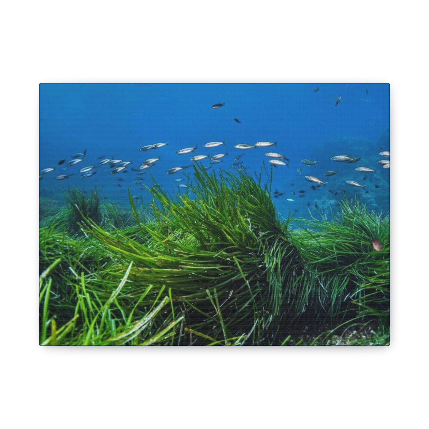 Canvas Print Sea Blue